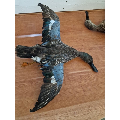 180 - 2 x Taxidermy Ducks (Max. Wing Span 60cm), (2)