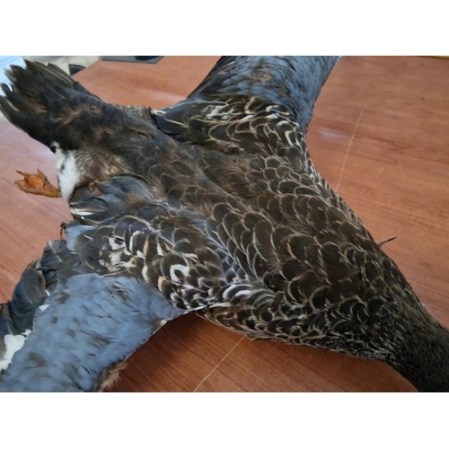 180 - 2 x Taxidermy Ducks (Max. Wing Span 60cm), (2)