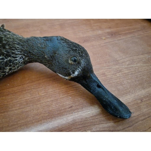 180 - 2 x Taxidermy Ducks (Max. Wing Span 60cm), (2)