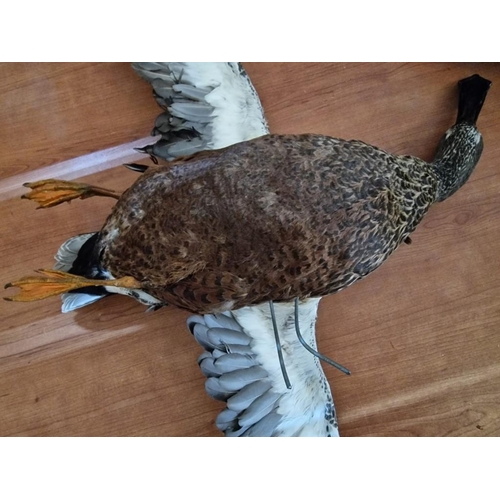 180 - 2 x Taxidermy Ducks (Max. Wing Span 60cm), (2)