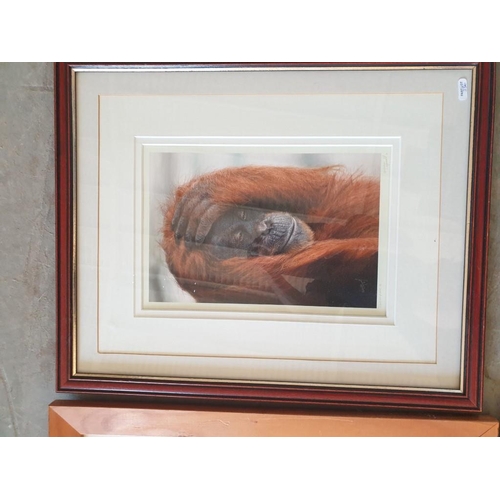 336 - 2 x animal theme prints signed by Natalie L. Masscal and one other empty picture frame