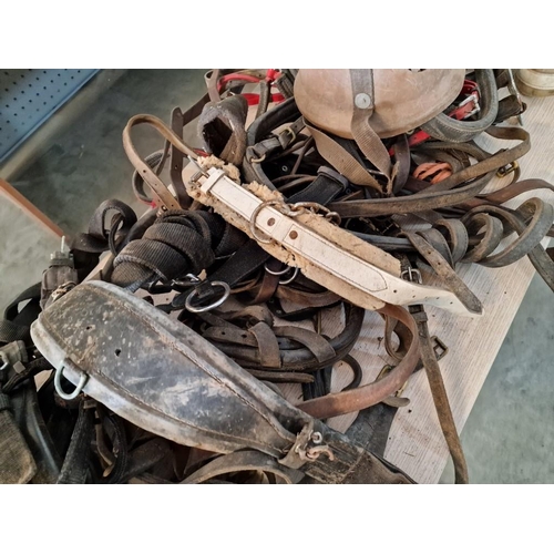 281 - Large Collection of Vintage Leather Equestrian Straps, Riding Tackle, etc (see multiple catalogue ph... 