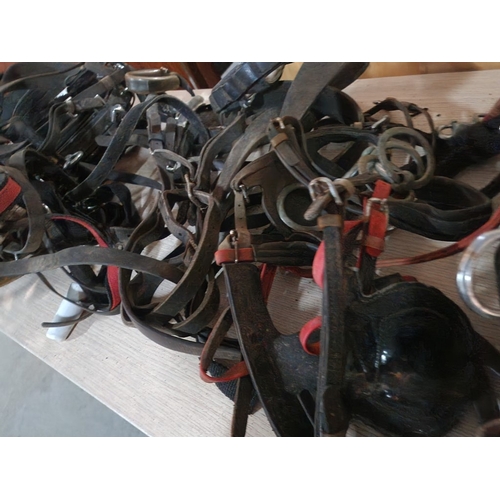 111 - Large Collection of Vintage Leather Equestrian Straps, Riding Tackle, etc (see multiple catalogue ph... 