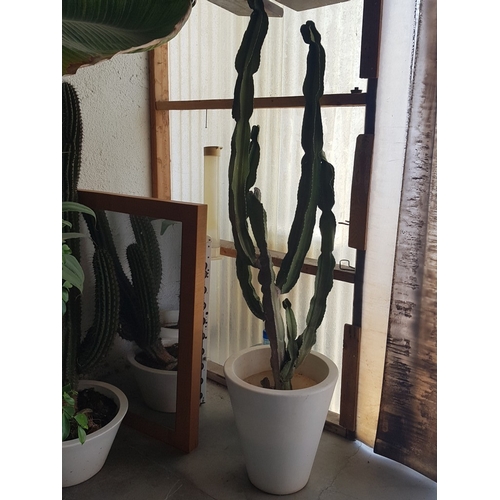 Lot 155       