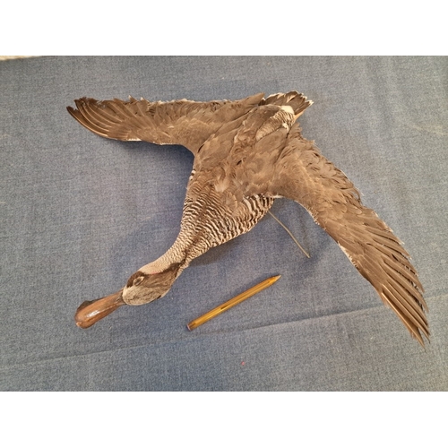 690E - Taxidermy of Duck