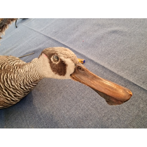 690E - Taxidermy of Duck