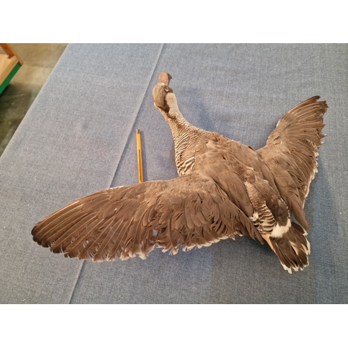 690E - Taxidermy of Duck