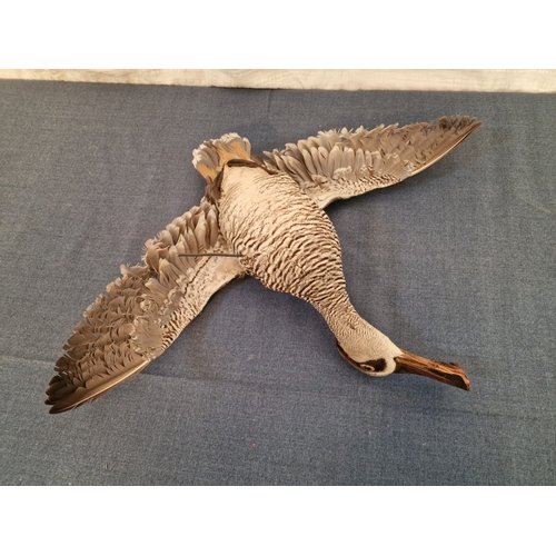 690E - Taxidermy of Duck