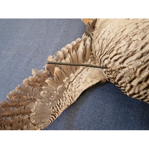 690E - Taxidermy of Duck