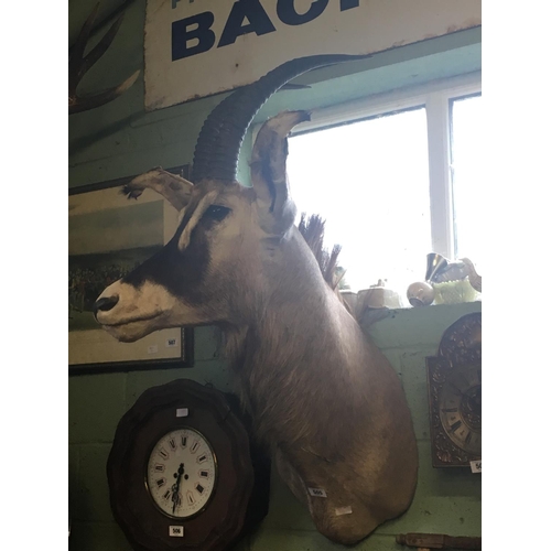 505 - Large Impressive 19th C. taxidermy antelope.