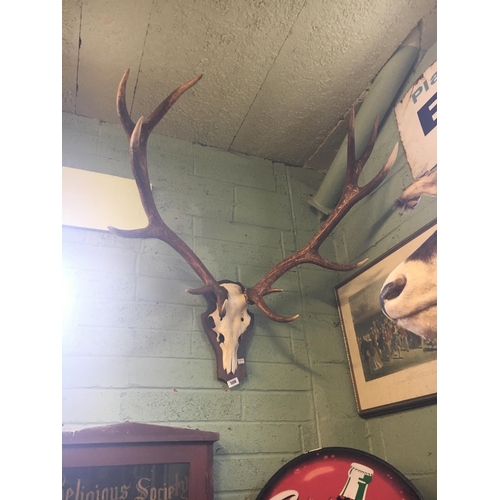 508 - Wall mounted Stag skull and Antlers.