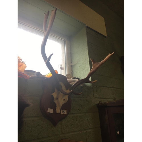 517 - Antler and skull mounted on wooden frame.