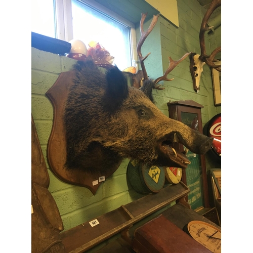 519 - Taxidermy boar's head mounted on oak shield.