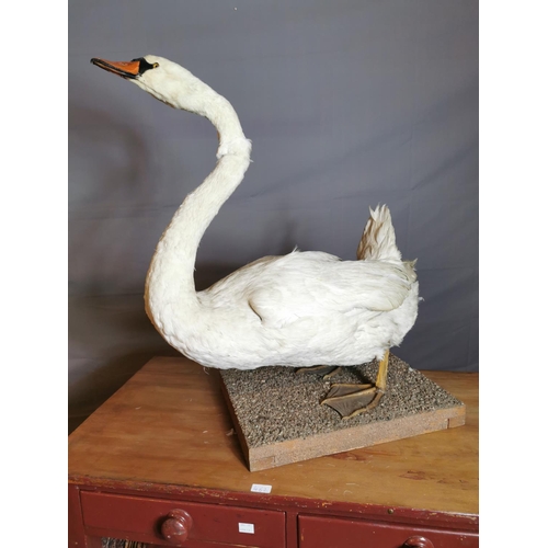 62 - 19th C. taxidermy Swan.