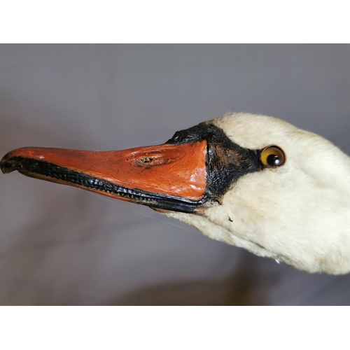 62 - 19th C. taxidermy Swan.