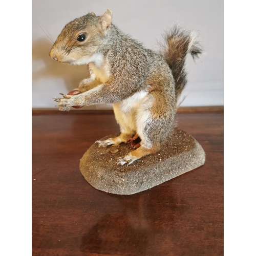 67 - Taxidermy squirrel holding a nut, mounted on a plinth. { 19cm H  }.