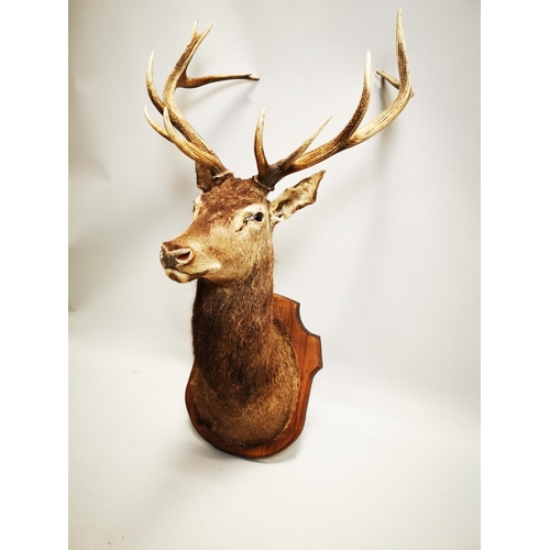 130 - Taxidermy stag's head mounted on an oak plaque . { 134cm H X approx. 66cm W X 70cm D }.