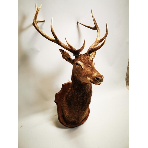 130 - Taxidermy stag's head mounted on an oak plaque . { 134cm H X approx. 66cm W X 70cm D }.