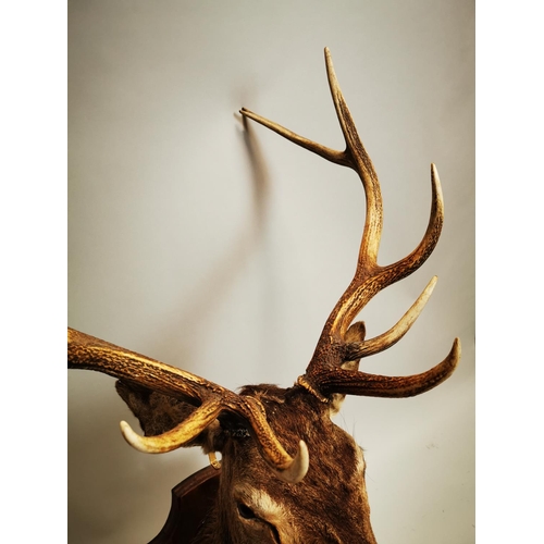 130 - Taxidermy stag's head mounted on an oak plaque . { 134cm H X approx. 66cm W X 70cm D }.