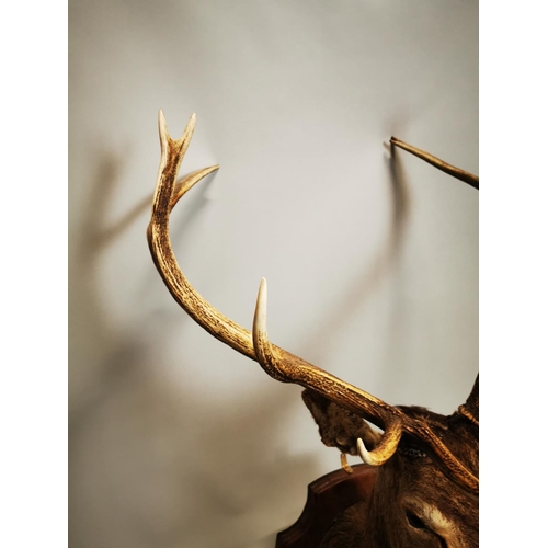 130 - Taxidermy stag's head mounted on an oak plaque . { 134cm H X approx. 66cm W X 70cm D }.