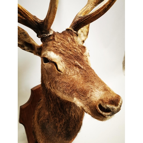 130 - Taxidermy stag's head mounted on an oak plaque . { 134cm H X approx. 66cm W X 70cm D }.