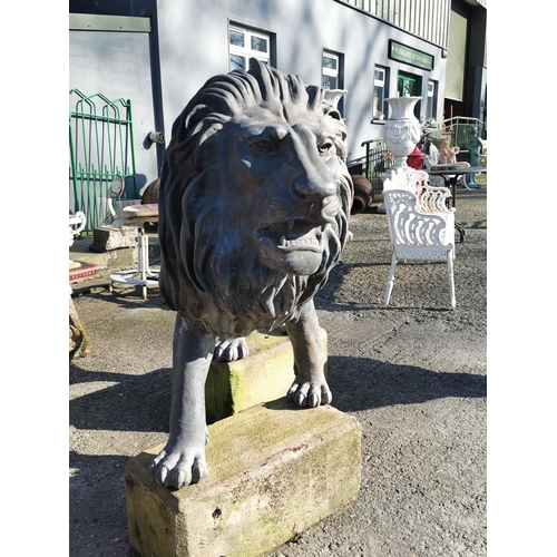 471 - Good quality cast bronze life-size statue of a Lion {107 cm H x 184 cm W x 45 cm D}.