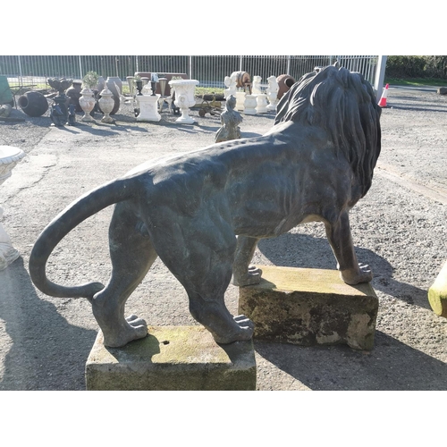 471 - Good quality cast bronze life-size statue of a Lion {107 cm H x 184 cm W x 45 cm D}.
