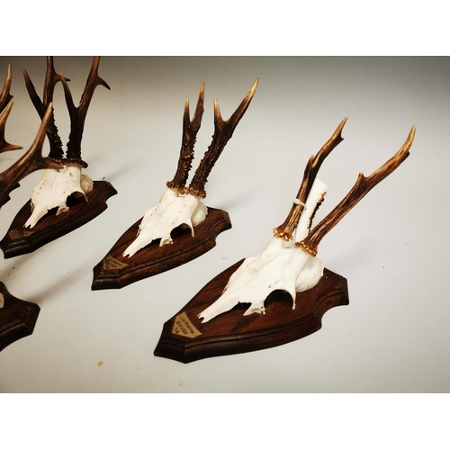 78 - Collection of five Mid-century Fawn skulls mounted on oak plaques {35 cm H x 13 cm W}.
