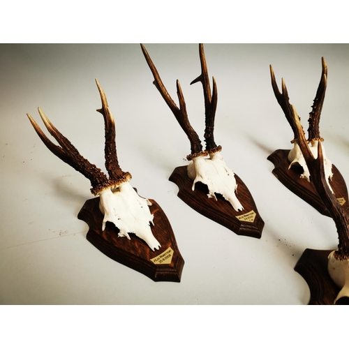 78 - Collection of five Mid-century Fawn skulls mounted on oak plaques {35 cm H x 13 cm W}.