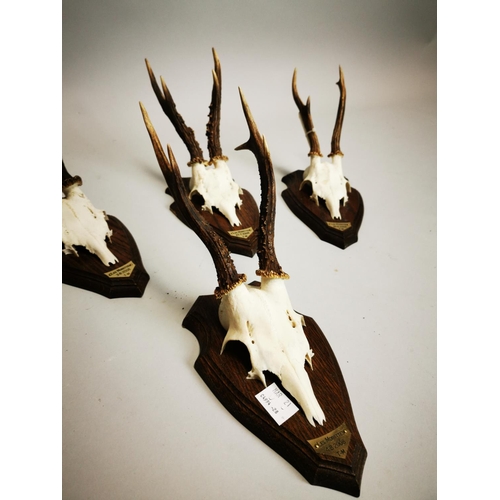 78 - Collection of five Mid-century Fawn skulls mounted on oak plaques {35 cm H x 13 cm W}.