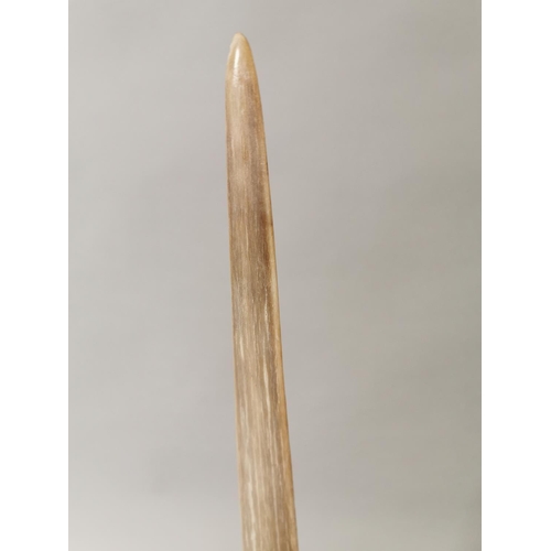 94 - Large sword fish bone mounted on metal stand {89 cm H x 10 cm W}.