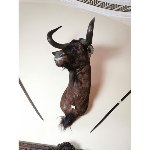73 - 19th. C. taxidermy wildebeest head { 110cm H X 42cm W }