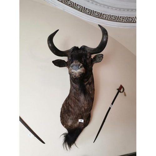 73 - 19th. C. taxidermy wildebeest head { 110cm H X 42cm W }