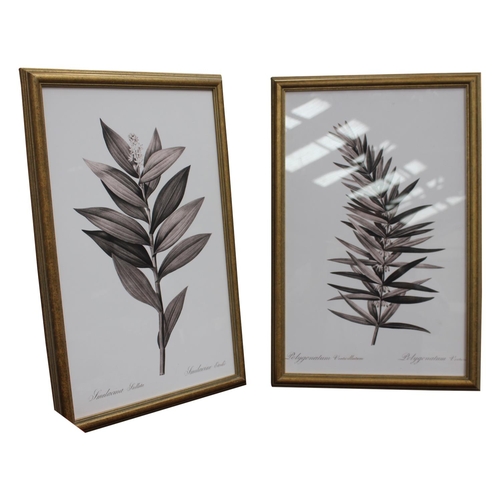 38 - Two framed Botanical  prints {60 cm H x  40 cm W }