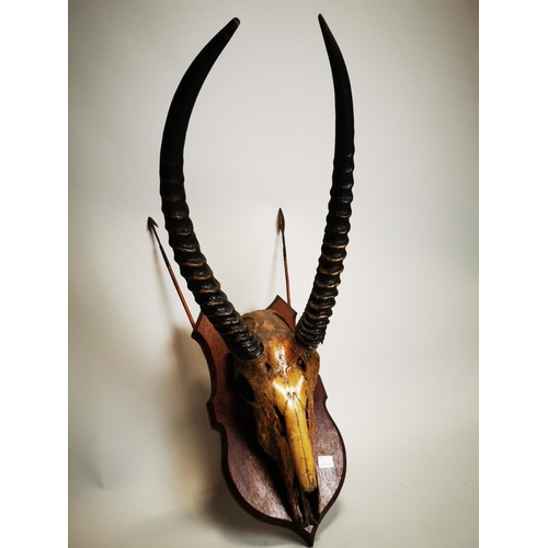 88 - 19th C. Gazelle skull mounted on oak shield decorated with arrows {82 cm H x 34 cm W}.