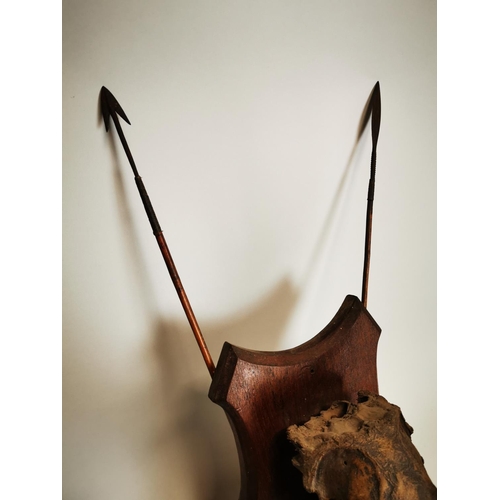 88 - 19th C. Gazelle skull mounted on oak shield decorated with arrows {82 cm H x 34 cm W}.