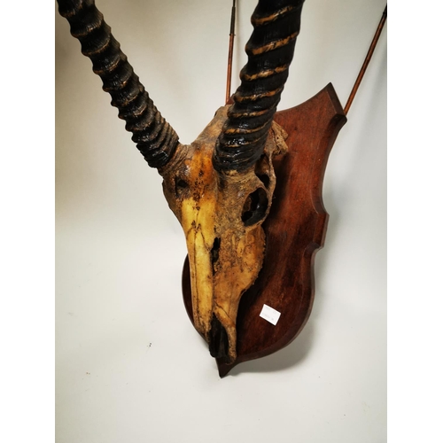 88 - 19th C. Gazelle skull mounted on oak shield decorated with arrows {82 cm H x 34 cm W}.