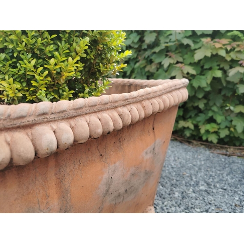 48 - Pair of square terracotta planters decorated with acanthus leaf including boxwood bush  {63 cm H (pl... 