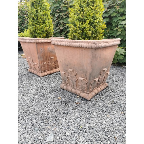 49a - Pair of square terracotta planters decorated with acanthus leaf including boxwood bush  {63 cm H (pl... 