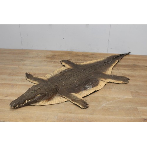 237 - Crocodile skin {20 cm H x 280 cm W x 134 cm D}.