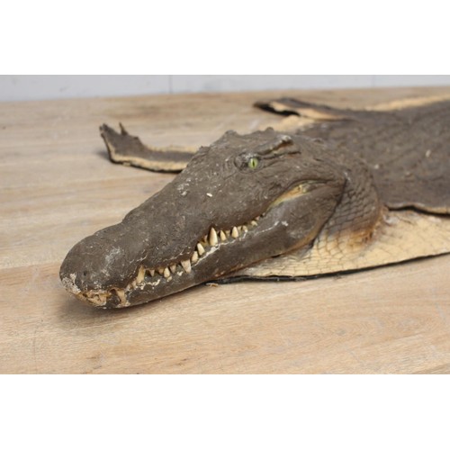 237 - Crocodile skin {20 cm H x 280 cm W x 134 cm D}.