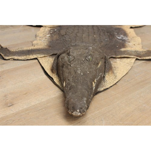 237 - Crocodile skin {20 cm H x 280 cm W x 134 cm D}.