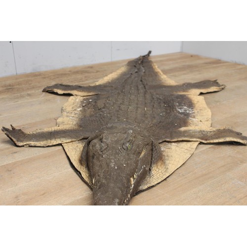 237 - Crocodile skin {20 cm H x 280 cm W x 134 cm D}.