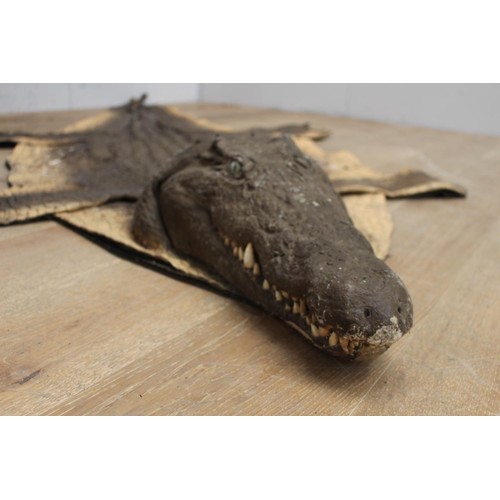 237 - Crocodile skin {20 cm H x 280 cm W x 134 cm D}.