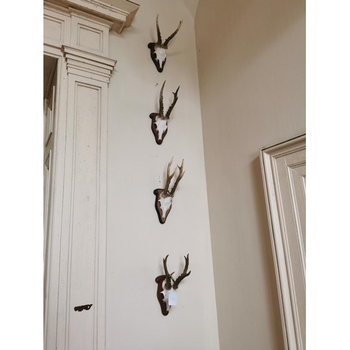 154 - Set of four early 20th C. antlers and skull mounted on oak plaques {32 cm H x 16 cm W x 16 cm D}.