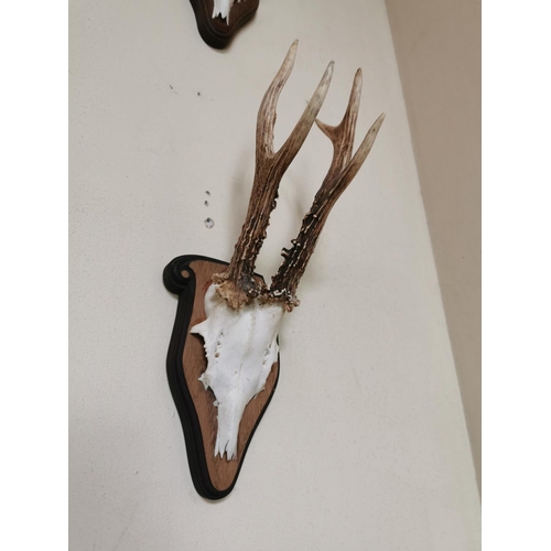 154 - Set of four early 20th C. antlers and skull mounted on oak plaques {32 cm H x 16 cm W x 16 cm D}.