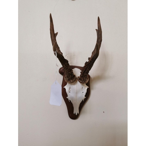 154 - Set of four early 20th C. antlers and skull mounted on oak plaques {32 cm H x 16 cm W x 16 cm D}.