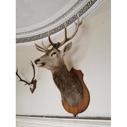 156 - Good quality early 20th C. Stag mounted on oak plaque {143 cm H x 110 cm W x 70 cm D}.