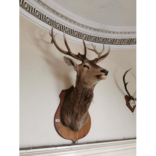 156 - Good quality early 20th C. Stag mounted on oak plaque {143 cm H x 110 cm W x 70 cm D}.