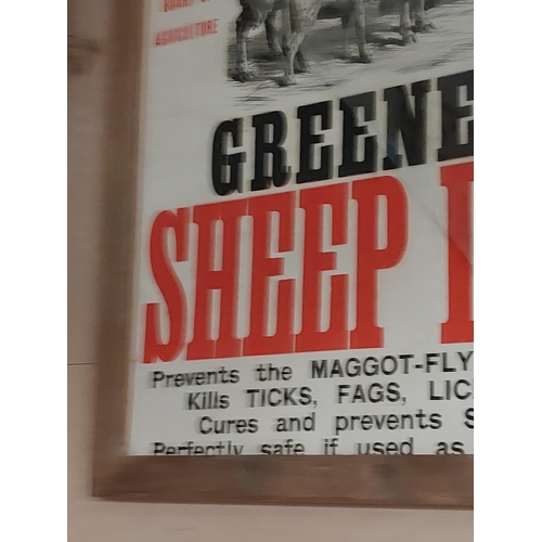 254 - Original Greene's Sheep Dip Mixes At Once With Water framed advertising print. {71 cm H x 57 cm }